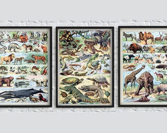 Animals Print Set, Animal Science Posters, Reptile Elephant Lion Giraffe Crocodile