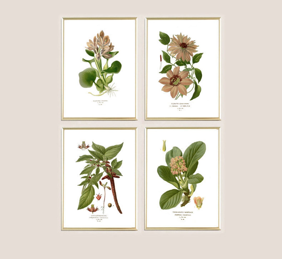 Botanical Print Set, Pink Flower Wall Art Decor, Vintage Floral ...