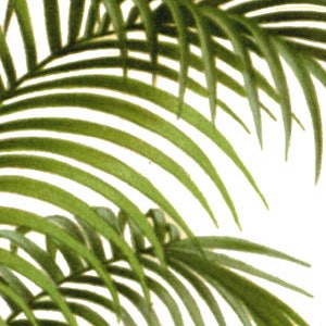 May include: Close-up of lush green palm fronds, showcasing the intricate details of the leaves and their natural texture.