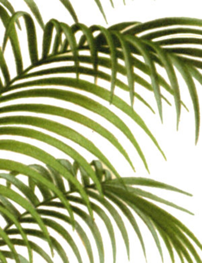 May include: Close-up of lush green palm fronds, showcasing the intricate details of the leaves and their natural texture.
