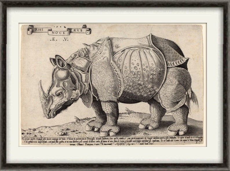 Носорог картина дюрера