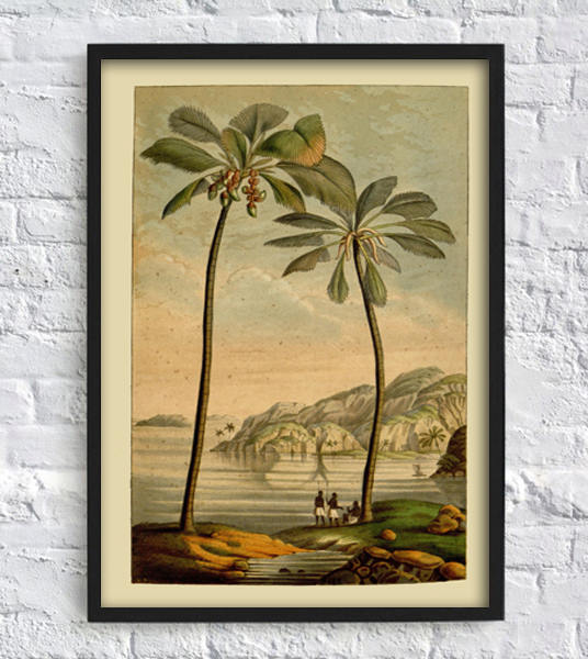 Antique Palm Tree Wall Art Print Palm Tree Botanical Etsy
