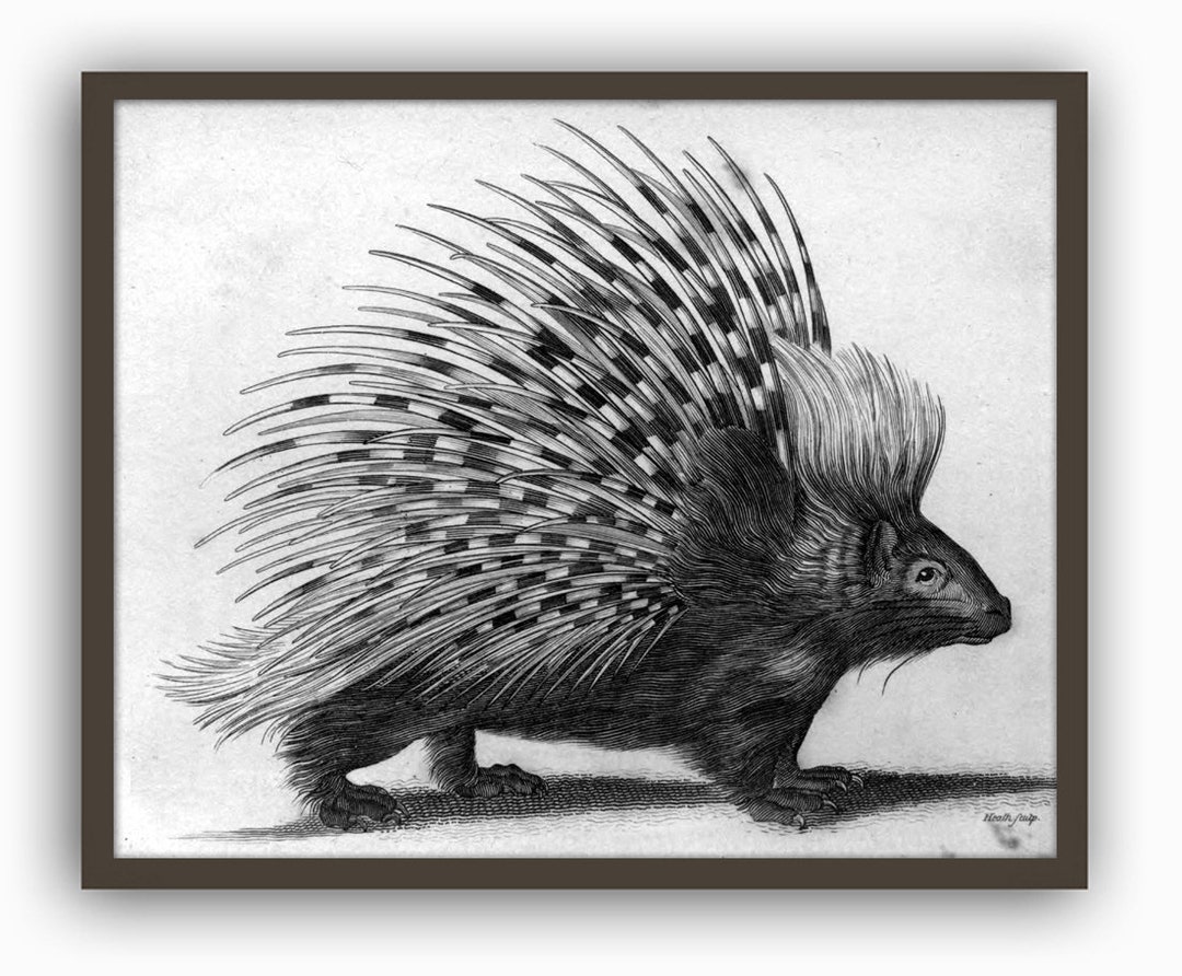 Porcupine Art Print Animals Fine Art Print Black and White - Etsy UK Porcupine Art Print Animals Fine Art Print Black and White - Etsy UK