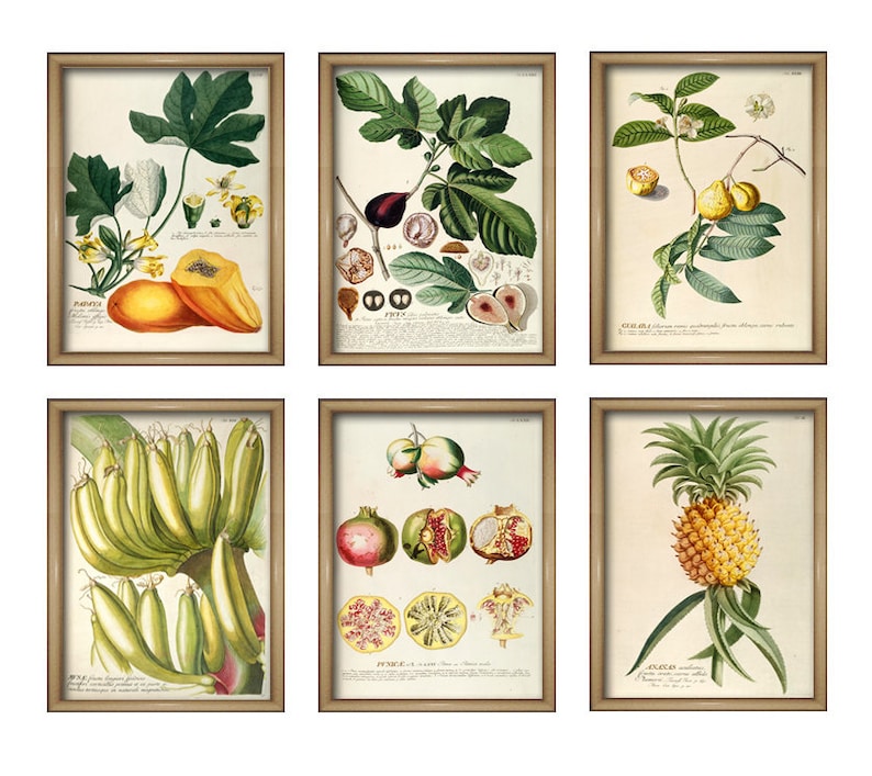 Fruit Kitchen Wall Art Print Fruit Decor Vintage Kitchen Etsy