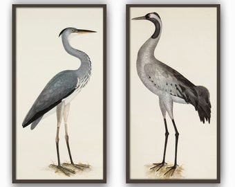 Heron Bird Print, Bird Wall Art Decor, Vintage Bird Illustration by Olof Rudbeck,