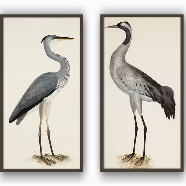 Heron Birds Print Living Room Decor Vintage Bird Illustration Set of 2 Bird Painting Print Large Wall Decor