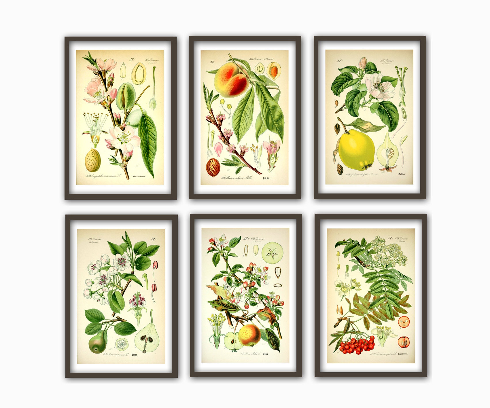 kitchen gallery wall art set of 6, vintage fruit... Fruit Art Print Set of 6 Kitchen Wall Decor Botanical | Etsy
