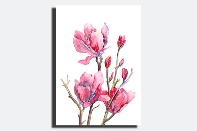 May include: Watercolor painting of pink magnolia flowers in bloom. The flowers are delicate and have a soft, watercolor effect. The painting is on a white background.