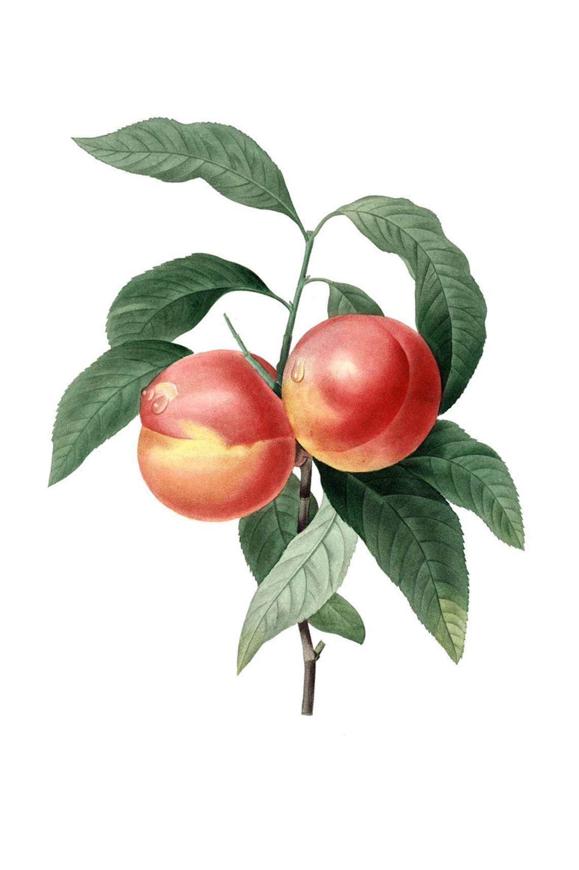 Peach Fruit Wall Art Print Peach Botanical Kitchen Decor Etsy