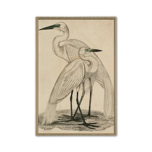 Bird Print Bird Wall Art Decor, Antique Bird Vintage Illustration Large Wall Art Print Sketch Crane Print