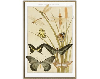 Butterfly Print, Botanical Print, Wall Art Decor,  Minimalist Home Decor, Butterfly Insect Illustration, Wall Art Print
