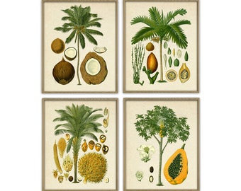 Juego de 4 impresiones de palmeras, decoración de pared grande, ilustración botánica vintage, decoración verde