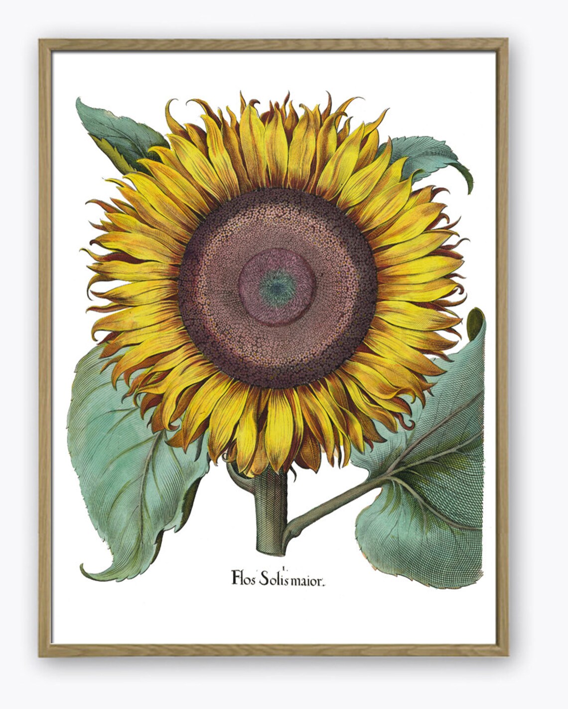 Large Sunflower Print Flower Wall Decor Botanical Wall Art Etsy