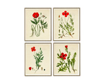 Antique Flower Print Set, Poppy Botanical Print, Wall Art Decor, Botanical Illustration Print Set Red and Green