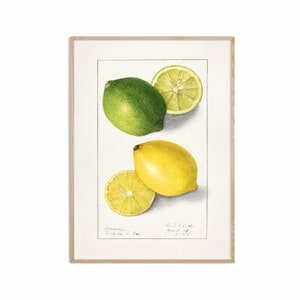 Fruit Art Print Set of 6, Antique Botanical Fruit Home Decor, Fruit ...