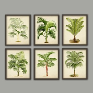 May include: Set of six framed botanical prints featuring illustrations of various palm trees. Each print has a white background and a brown frame.