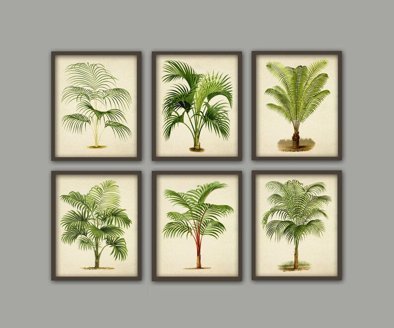 May include: Set of six framed botanical prints featuring illustrations of various palm trees. Each print has a white background and a brown frame.