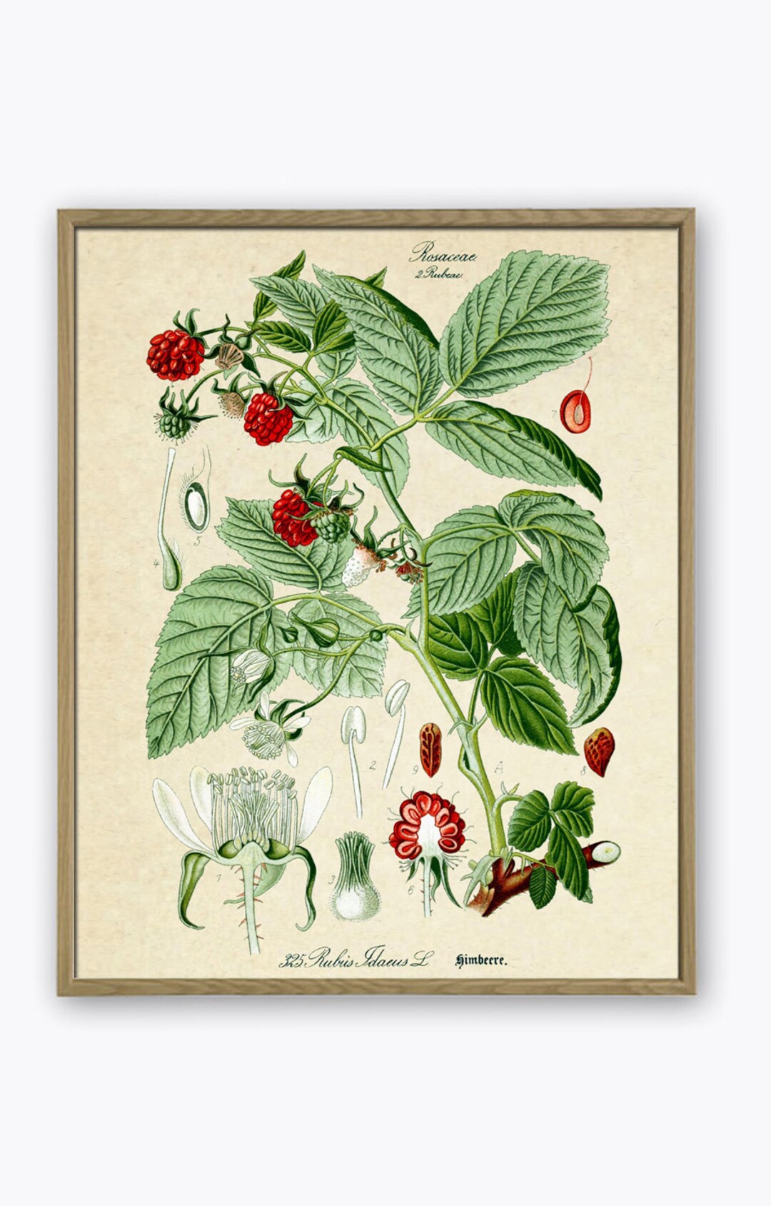 Botanical With Raspberry Patterns Raspberry Print, Botanical Illustration Print, Kitchen Wall Decor - Etsy