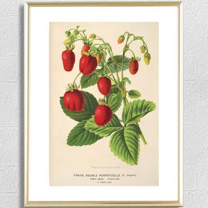 Antique Strawberry Print, Berry Botanical Illustration, Kitchen Berry Wall Art Decor, Berry Poster image 1