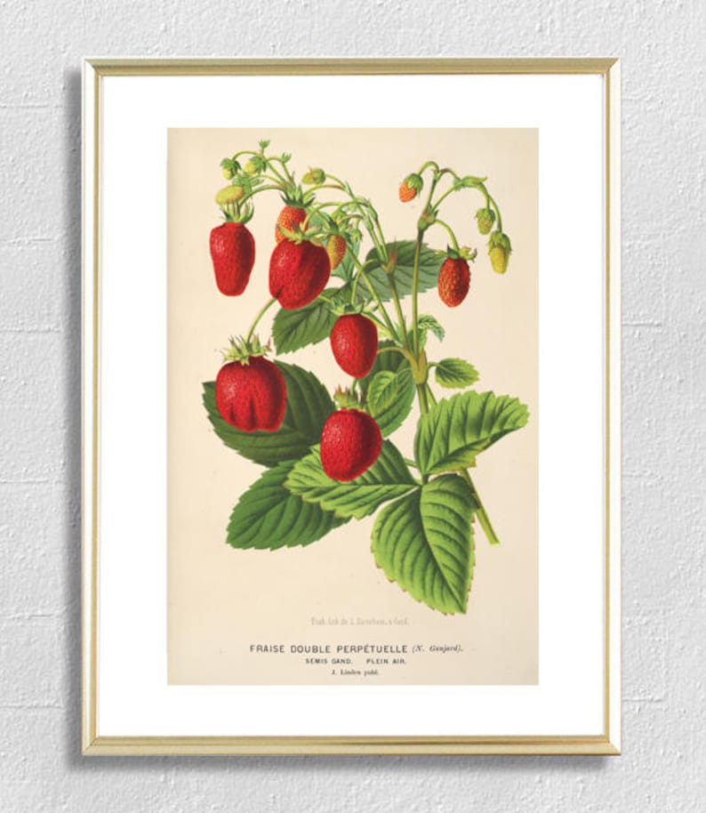 Antique Strawberry Print, Berry Botanical Illustration, Kitchen Berry Wall Art Decor, Berry Poster image 1