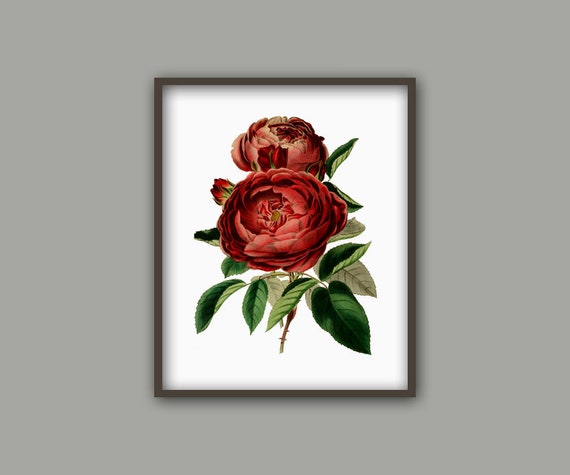 Rose Flower Print , Antique Flowers Home Decor, Shabby Chic, Red Flower Poster