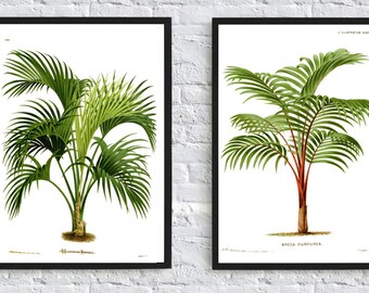 Palm Print Set of 2, Plant Botanical Illustrations