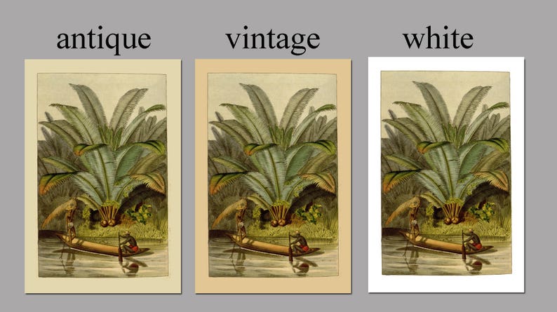 May include: An antique illustration of a tropical scene with two people in a canoe paddling through a river. The scene features a large palm tree with lush green leaves and a background of other palm trees.