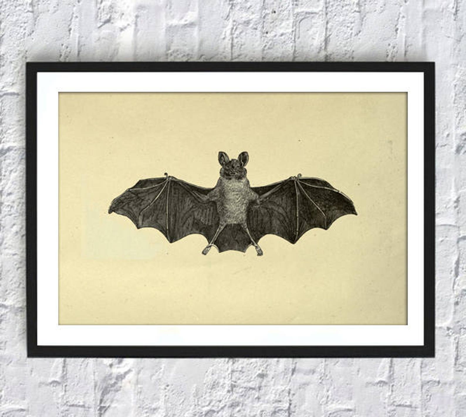 Antique Bat Illustration Art Print - Vintage Animals Poster - Etsy