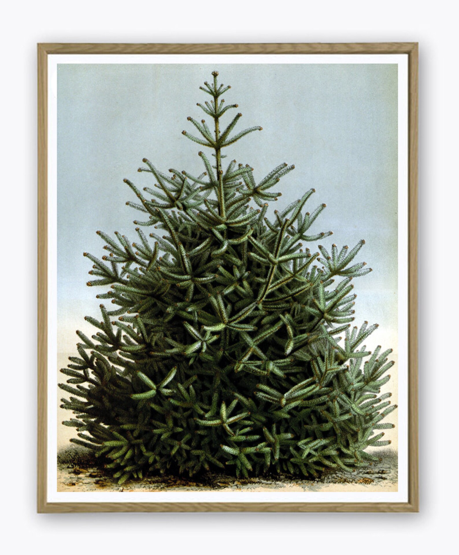 Christmas Tree Print Botanical Poster, Wall Art Decor, Pine Spruce ...