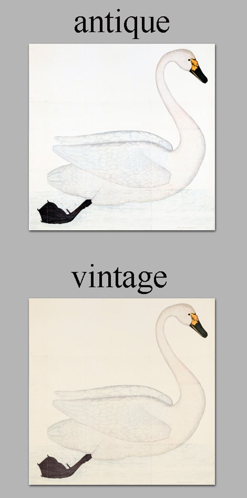 Swan Bird Square Print Home Decor Vintage Illustration image 5