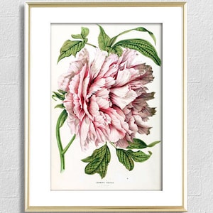 Flower Print Pink Peony Flower Botanical Illustration Print Flower Wall Decor Flower Poster