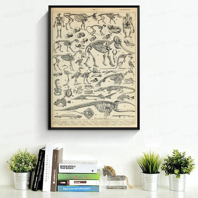 Anatomy Art Print Skeleton Skull Vintage Anatomy Illustrations Frehcn ...