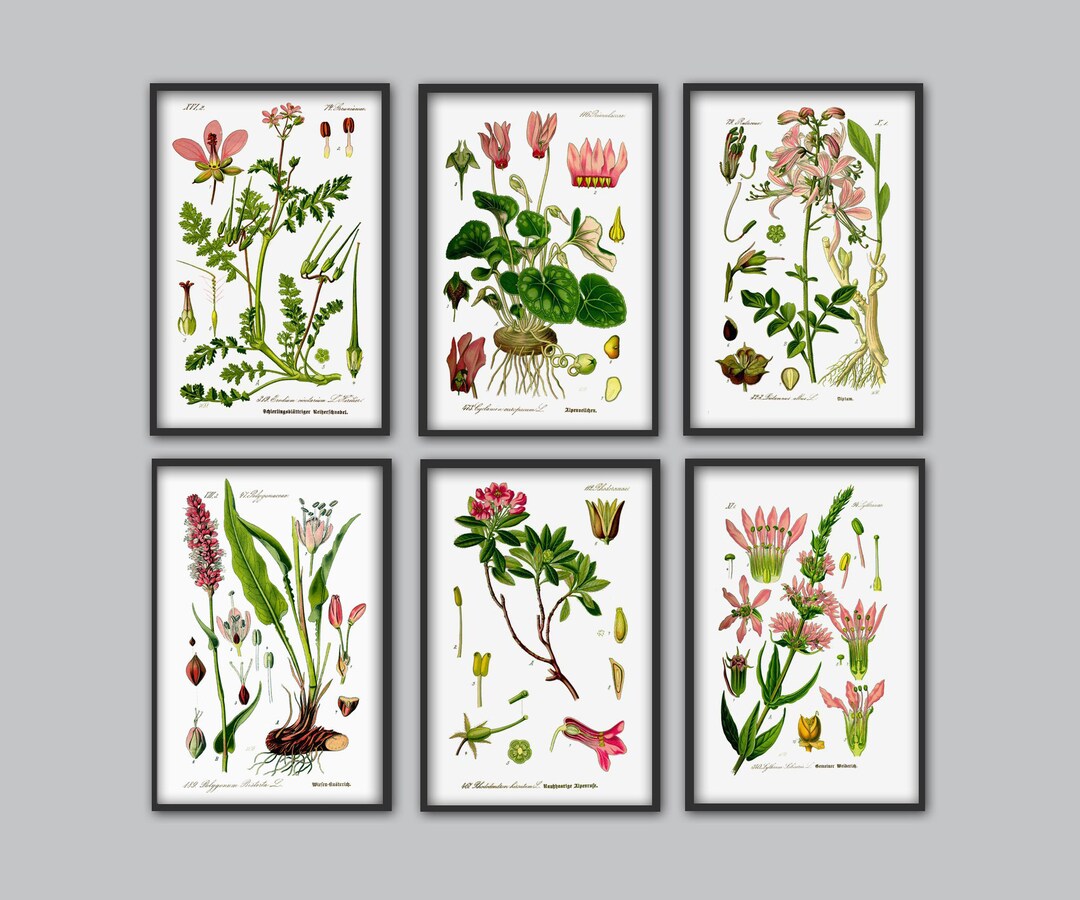 Beautiful Pink Flowers Collection Botanical Illustration Print Garden ...
