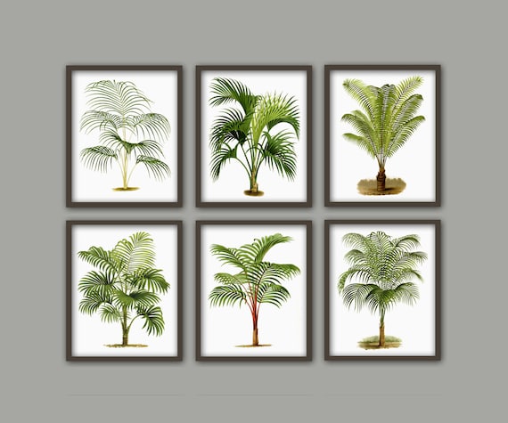 Palm Tree Print Set of 6, Botanical Wall Art Print, Home Decor, Palm Leaves Print, Palm Tree Illustration, Tropical Plant Print