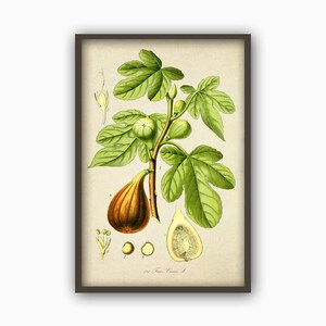 May include: A vintage botanical illustration of a fig tree with green leaves and brown figs. The illustration includes a close-up of a fig, a cross-section of a fig, and a small flower bud. The text "Ficus Carica L." is printed at the bottom of the illustration.