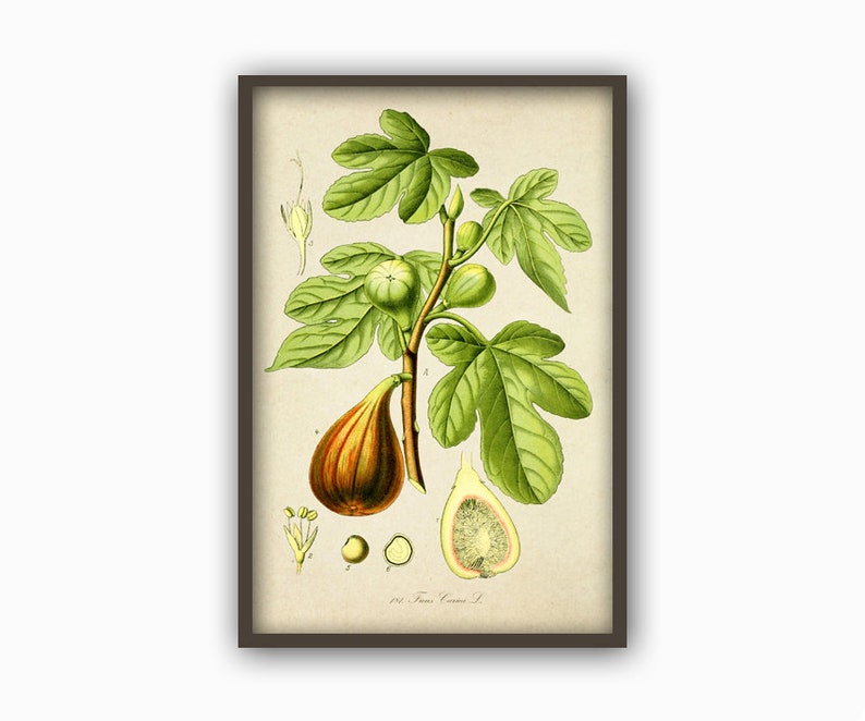 May include: A vintage botanical illustration of a fig tree with green leaves and brown figs. The illustration includes a close-up of a fig, a cross-section of a fig, and a small flower bud. The text "Ficus Carica L." is printed at the bottom of the illustration.