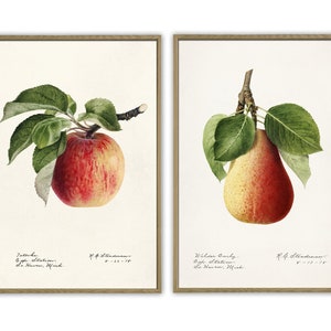 Conjunto de impresiones de manzana y pera, impresiones botánicas, arte botánico antiguo, giclée, arte, arte de cocina