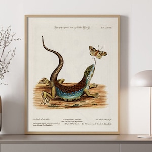 May include: Vintage illustration of a lizard with a blue and brown patterned body, looking up at a butterfly with brown and white wings. The image is titled "Lacerta major, viridir coruleo maculata Goudalensis" and "Le Grand Lezard de Goudal".
