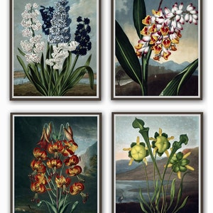May include: Four framed botanical illustrations featuring different types of flowers. The top left image shows a cluster of white and blue flowers with green leaves. The top right image shows a cluster of white and orange flowers with green leaves. The bottom left image shows a cluster of orange flowers with green leaves. The bottom right image shows a cluster of yellow flowers with green leaves.