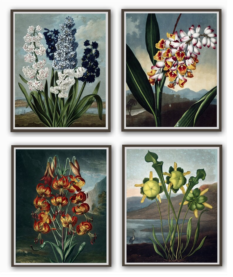 May include: Four framed botanical illustrations featuring different types of flowers. The top left image shows a cluster of white and blue flowers with green leaves. The top right image shows a cluster of white and orange flowers with green leaves. The bottom left image shows a cluster of orange flowers with green leaves. The bottom right image shows a cluster of yellow flowers with green leaves.