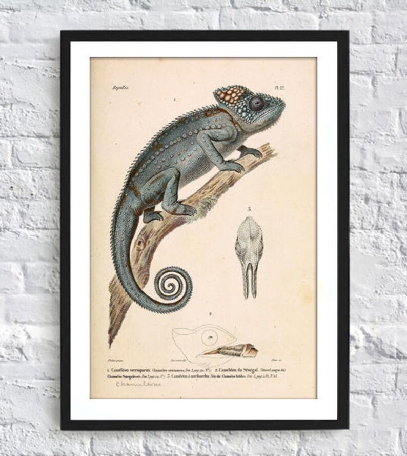 Chameleon Print Animal Wall Decor Lizard Reptile Tropical Animal Large Wall Art Decor Grey image 2