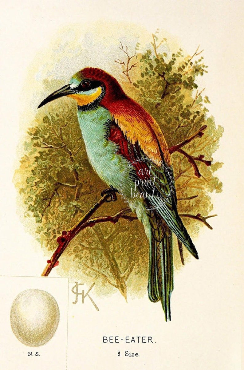 Bird Botanical Print Set Vintage Bird Print Bird Wall Art Etsy