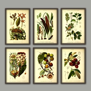 Antique Plant Wall Art Print Set of 6, Home Decor, Botanical Illustration, Plant Gallery, Plant Poster, Plant Decor image 4