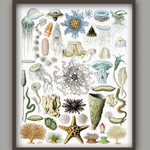 May include: A vintage illustration of various sea creatures, including jellyfish, starfish, sea anemones, and sponges. The illustration is in a detailed, realistic style with vibrant colors.