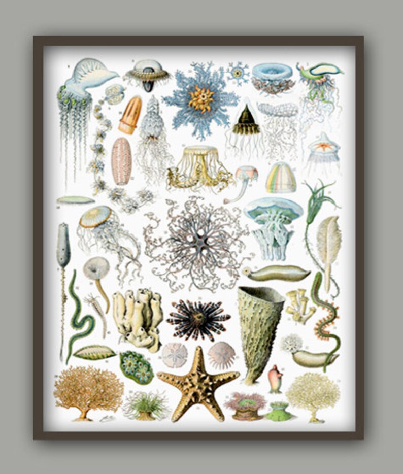 May include: A vintage illustration of various sea creatures, including jellyfish, starfish, sea anemones, and sponges. The illustration is in a detailed, realistic style with vibrant colors.