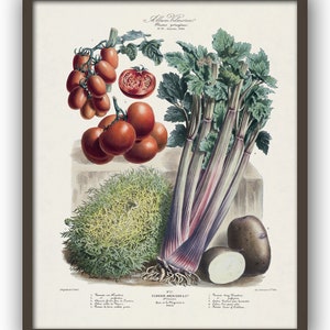 Vegetable Print Kitchen Poster Home Decor Botanical Print Vegetable Poster Science Birthday Gift Idea Housewarming