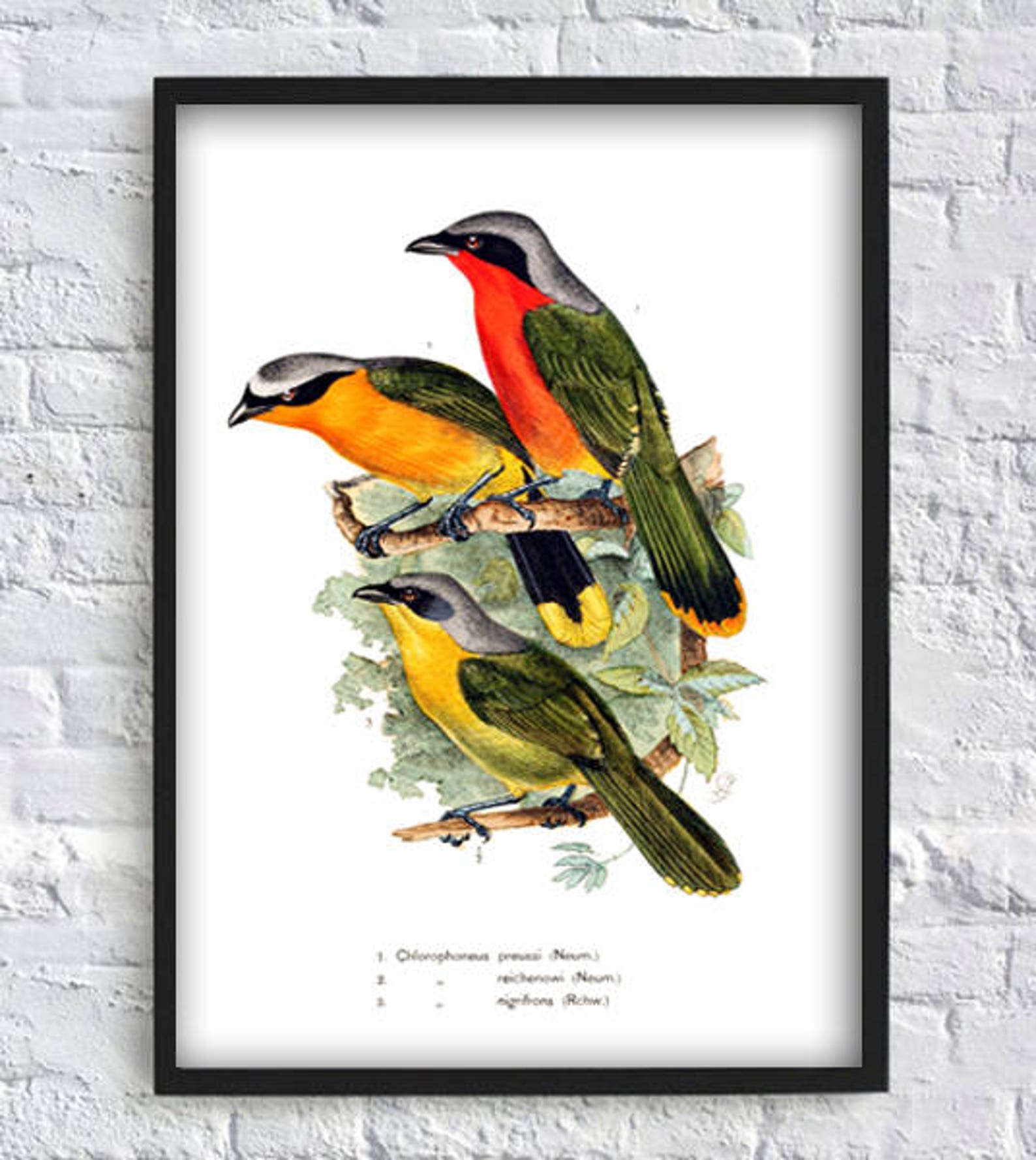 Постер птицы. Постер с птицами виды. Постеры птицы Графика.