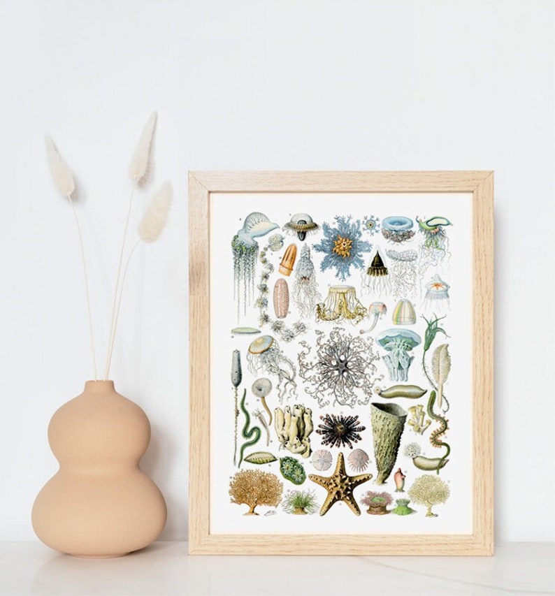 May include: A vintage illustration of various sea creatures, including jellyfish, sea anemones, starfish, and sea urchins. The illustration is in a white frame with a light wood finish.