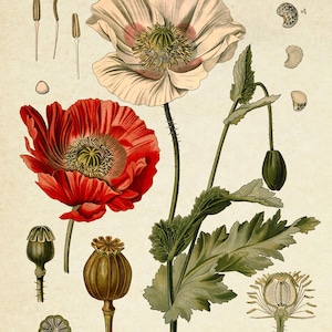 Puede incluir: Una ilustraci&oacute;n bot&aacute;nica de una planta de amapola, Papaver somniferum, con flores rojas y blancas, hojas verdes y vainas de semillas. La ilustraci&oacute;n incluye detalles de cerca de la flor, la vaina de semillas y las semillas.