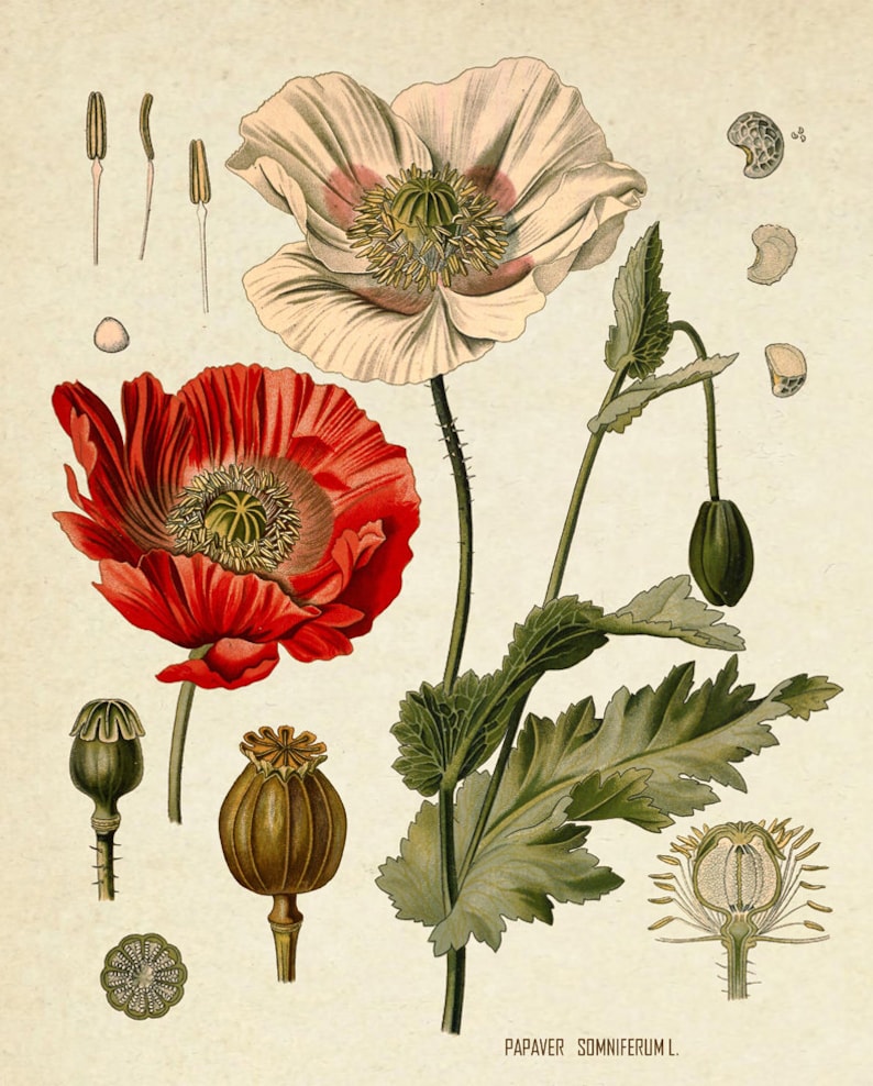 Puede incluir: Una ilustraci&oacute;n bot&aacute;nica de una planta de amapola, Papaver somniferum, con flores rojas y blancas, hojas verdes y vainas de semillas. La ilustraci&oacute;n incluye detalles de cerca de la flor, la vaina de semillas y las semillas.